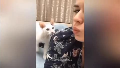 funny cat vines