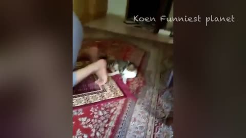 Funny Dogs And Cats Videos 2023 😅 - Best Funniest Animal Videos Of The Month