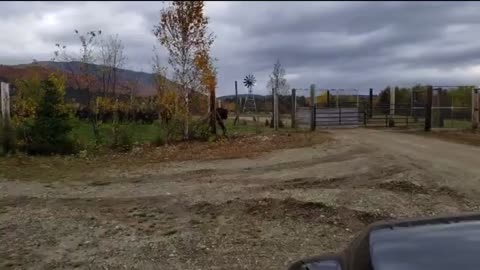 Bison running in Errol NH