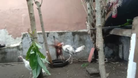 Turkey attack aseel rooster/part