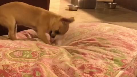 Tiny chihuahua food fight