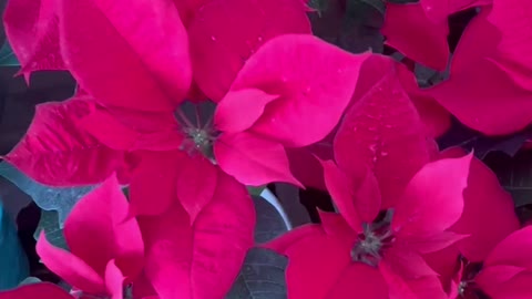 pink flowers