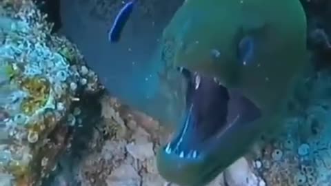 Unknown Creature Under Water #shorts #viral #shortsvideo #video