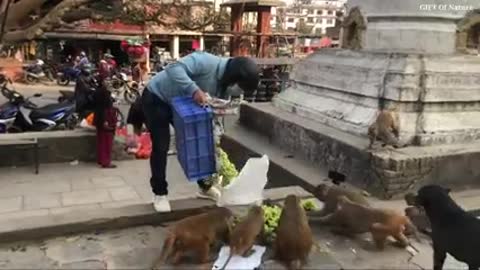 Hungry monkeys feed by woman