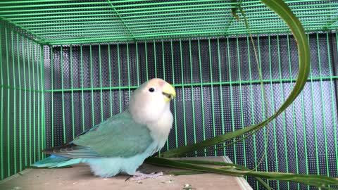 Love Bird Alone In A Cage