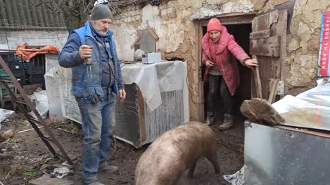 Забой свиньи с помощью парализатора . Без одного крика удобно и легко