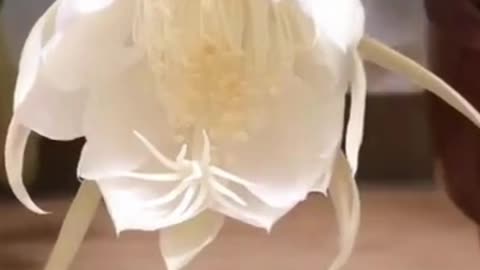 Epiphyllum Grows in 20 seconds