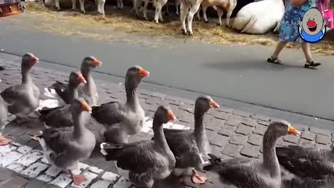 Wenn Tiere sprechen könnten 4 | dümmer geht immer