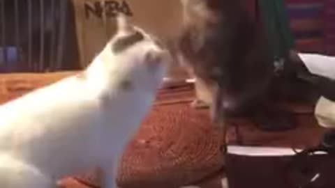 Surprise Cat Attack .... so funny