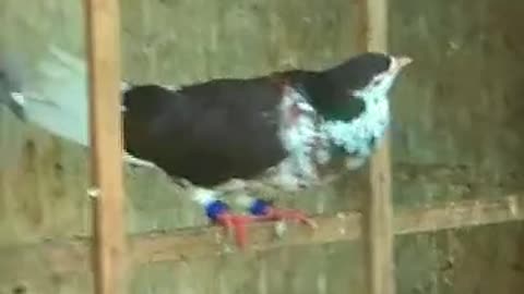 Lovely Pigeon | Birds Lover | Pigeon Lover | 2023