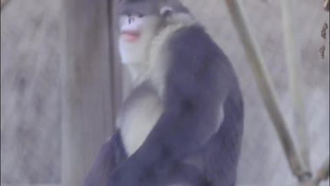 It's Thursday # Yunnan snub-nosed Monkey