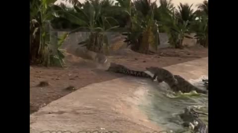 Hungry Crocodiles feeding |#Animals