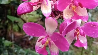 Orcid flowers