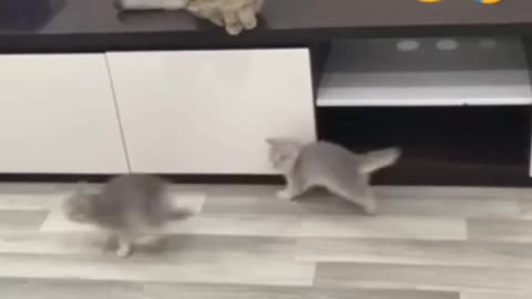 Funny video 😂 of cat and dog 😂