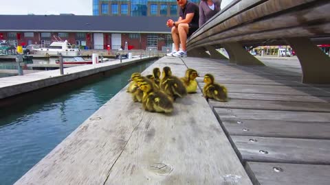 Duck Drop on Queens Quay Toronto May 4th 2012