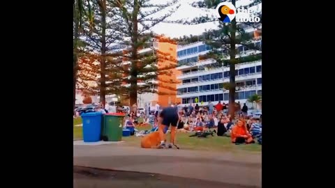 Dogs Plays Dead to Avoid Going Home While Park Crowd Watches.