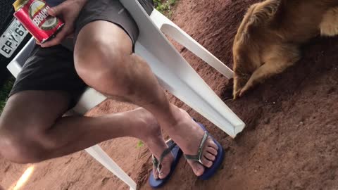 Dog Digs Hole, Toppling Chair