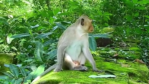 Research on the Monkeys,