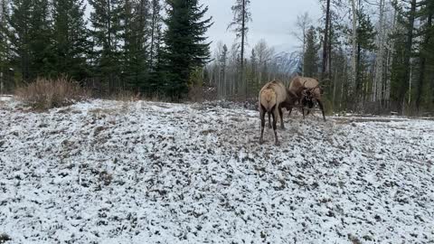 Sparring Elk