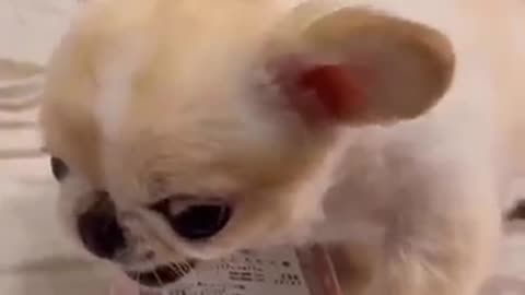 Cat eating short video