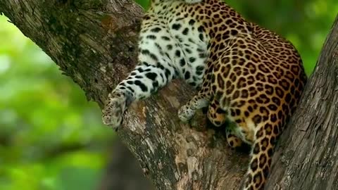 leopards