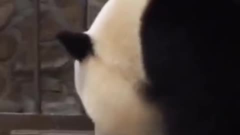 Baby panda and mom panda’s affectionate #shorts #shortvideo #video #virals #videoviral