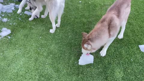 Silly Huskies Celebrate First Birthday After Being Rescued From a Puppy Mill