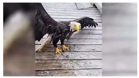 man saves eagle from lake!!!# pets# animals# cute