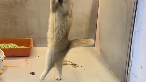 Funny & Cute Cats and Dogs 🥰🥰 #cats #dogs #reels #shorts #viral #pets #redfoxfolder