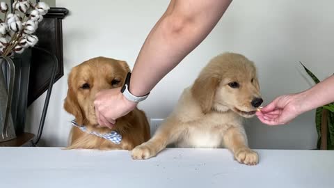 Dog Reviews Food With Baby Puppy | Tucker Taste Test 20