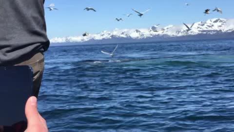 Feeding Humpback Whales