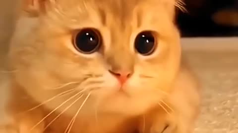 Funniest_Animals_cat & DOGS &, more_Videos_Will_Make_You_Laugh_#33_-_Funny_Animal_Videos2023