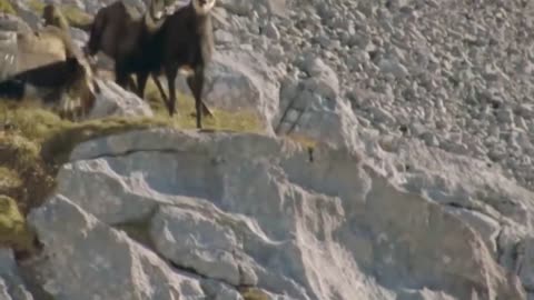 ¡¡¡ Estas CABRAS de montaña Desafían a la MUERTE !!!5