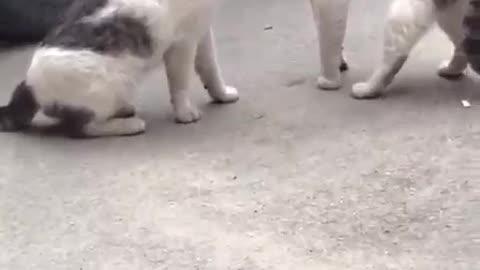 Funny cat video🤣🤣