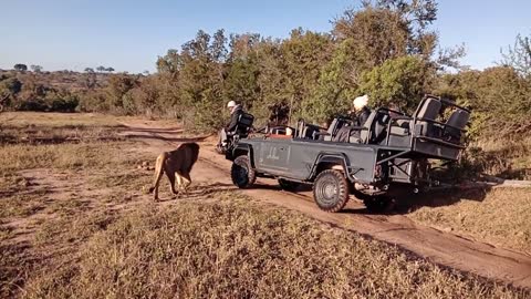 Male Lion Came up Close and Personal to a Tracker and His Body Touched Him