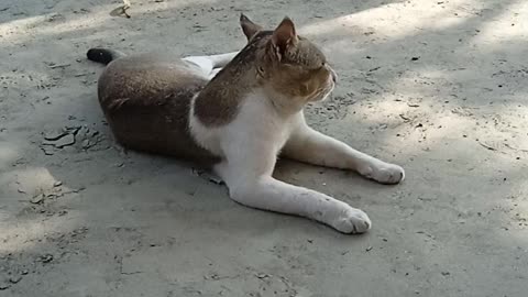 Village cats king