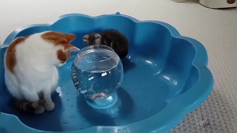 Cats & Kitten Reacts To Robo Fish