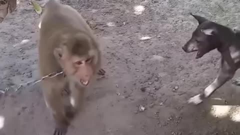 Monkey vs Dog funny video #monkeyvsdog🤣🤣