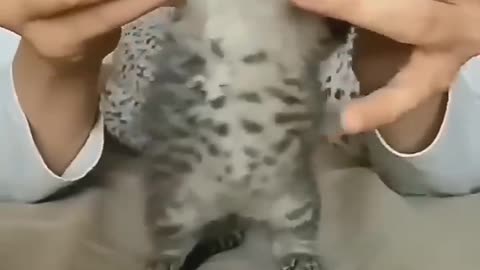 A Little Cute Cat Danceing fuuny video