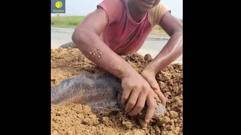 Dry Season River Dry Place Underground Big So Many Stuck Fish Finding Catching System By Fisherman