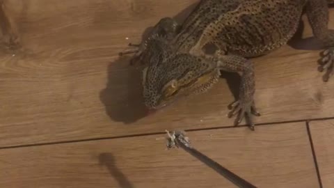 Handsome Lizard Stumpy Doesn't See Tasty Treat