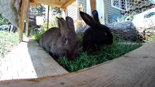 Rabbits Chillin in the lawn tractor