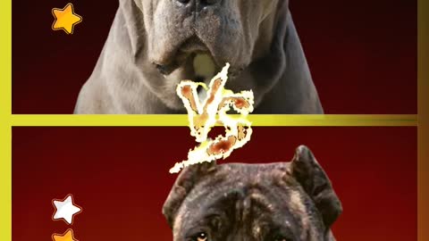 🔥 Cane corso vs Presa canario