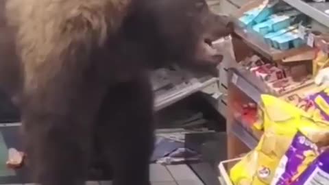 This bear is a master at shopping #shorts #viral #shortsvideo #video