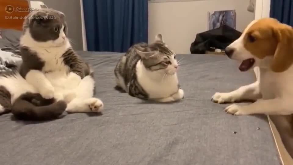 Animosities Funny animal video, funny animosities vedeo,