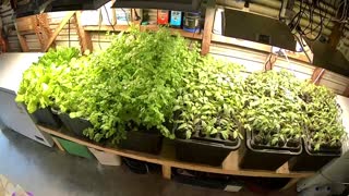 Aeroponic Seedling Timelapse Ending 03-12-2022