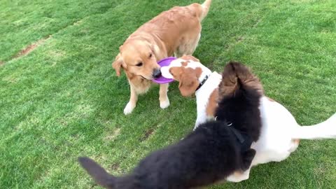 Golden Retriever Doesn't Want to Share His Toy with