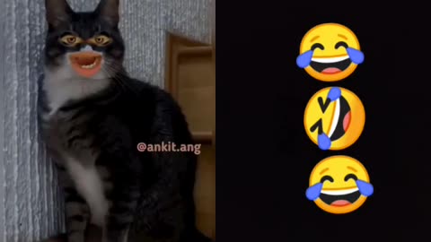 Very funny videos with cat 🐱🐱 & human voice