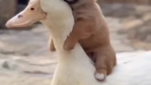 "The Love Between a Cute Duck and Puppy"