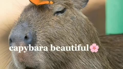 Capybara always 💪